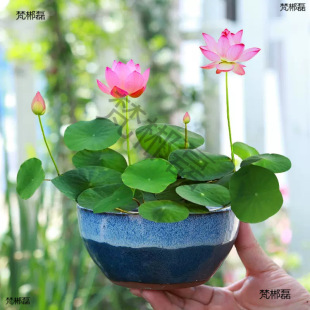 ����Nֲ�Ļ�ˮ��ֲ��΢��˯ɏ�o��ˮ����ɏˮ�B�ºɻ�С��������