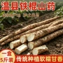 温县河南正宗新鲜淮山