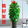 Green Luo Pile Plant Plant Living Room Potted Big Leaf Green Pillar Office Office is good at raising a new home and a new home.