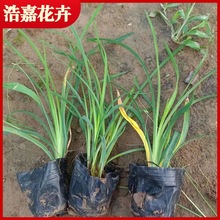 ����� ��������� ɽ�|���ݺƼλ�����ľƷ�N������l