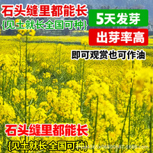 �Ͳ˻��N�ѿ�ʳ���ͺ��ͺ��Ͳ˻���ե�Ͳ��Ѹ߮a�����^�p�����N��