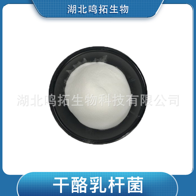 干酪乳杆菌 干酪乳酪杆菌 原料 益生菌冻干粉
