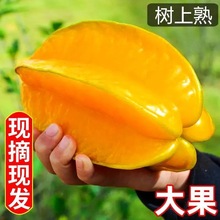 广东新鲜甜杨桃广东孕妇当季应季新鲜 现摘水果3斤/5斤坏了包赔