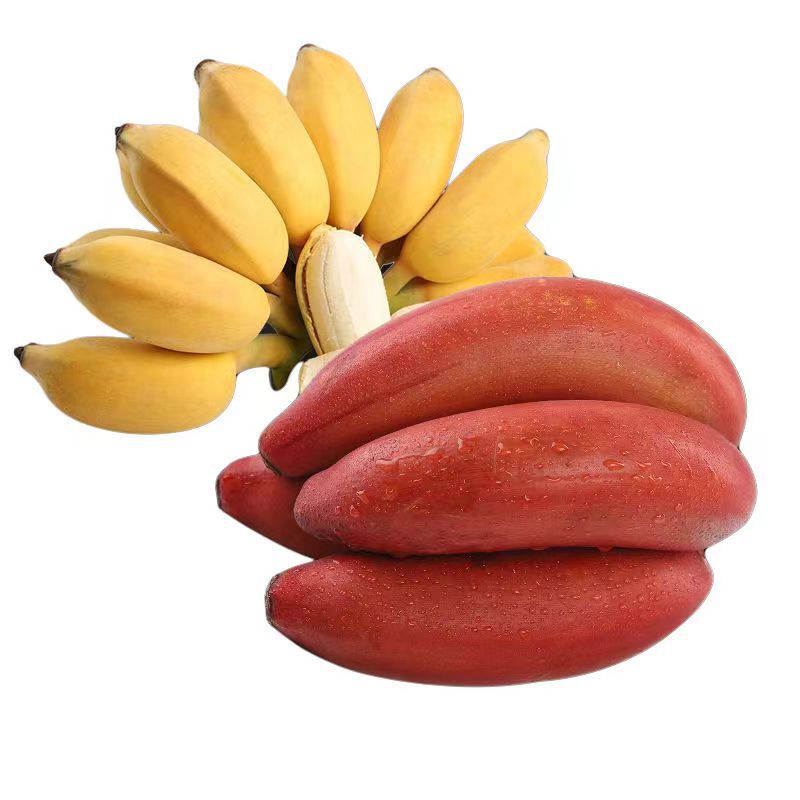 【苹果蕉+红香蕉双拼】福建红美人火龙蕉双蕉当季新鲜水果5斤代发