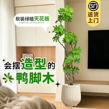 造型鸭脚木客厅大型绿植室内盆栽好养活四季常青办公室落地绿植物