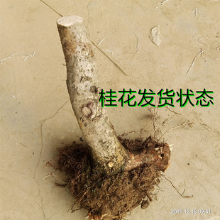 ��ǻ������Թ��辰�زİ��¹��Ϙ����ͽ�������ͥԺֲ���̨