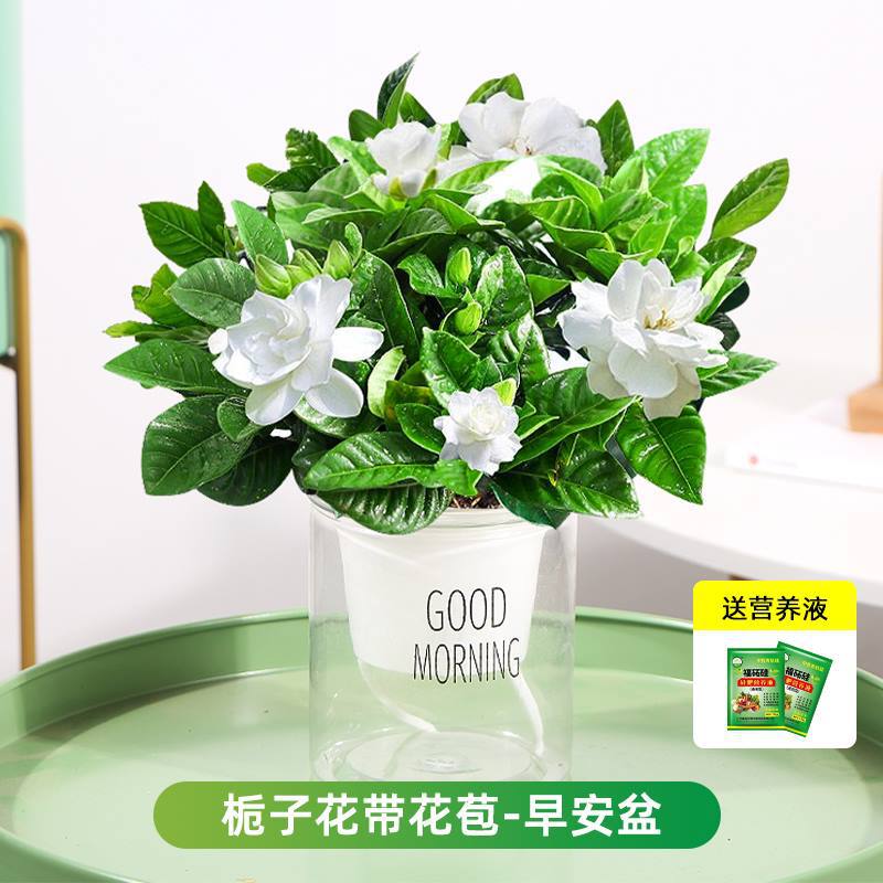 [점장 추천] 부티크 90#싹이 있는 치자나무(굿모닝 화분) + 영양액