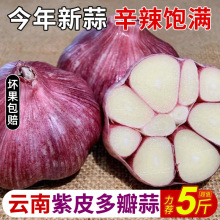 2025年新蒜云南紫皮特大新鲜湿蒜3斤大蒜头现挖鲜蒜5斤嫩大蒜红蒜
