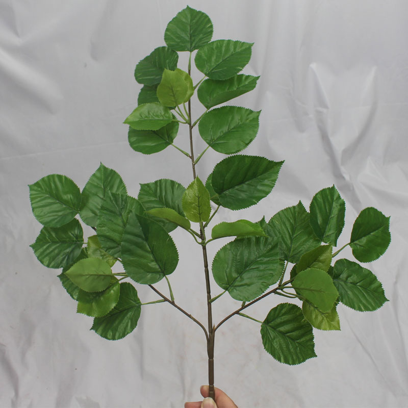 三叉珙桐叶 (1).jpg