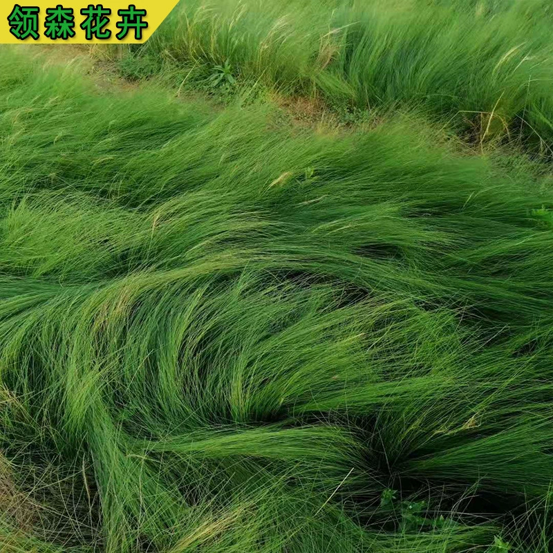 Тонкая игла, многолетнее водное растение, тонкая игла, садовый ландшафтный проект