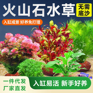Volcanic Stone, Water Plants, Fish Tank Landscaping, Real Grass, Hydroponics, Centipede Grass, Water Banyan, Negative Green Chrysanthemum, Water Quality Purification Package