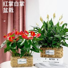 红掌白掌盆栽水培植物室内花卉好养一帆风顺大盆绿植鸿运当头花苗