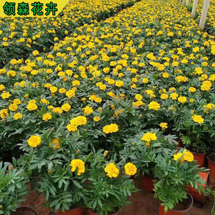 Peacock Grass Seasonal Cold-Resistant Grass Flower Flower Sea Park Greening Project Peacock Grass Seedlings Morning Glory Group Grass Flower