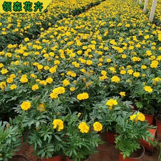 孔雀草 时令耐寒草花 花海公园绿化工程孔雀草苗 牵牛组摆草花