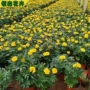 公园时令绿化耐寒草花