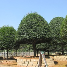 供应河南贵州绿化乔木大桂花 八月桂花 桂花小苗 苗圃直销