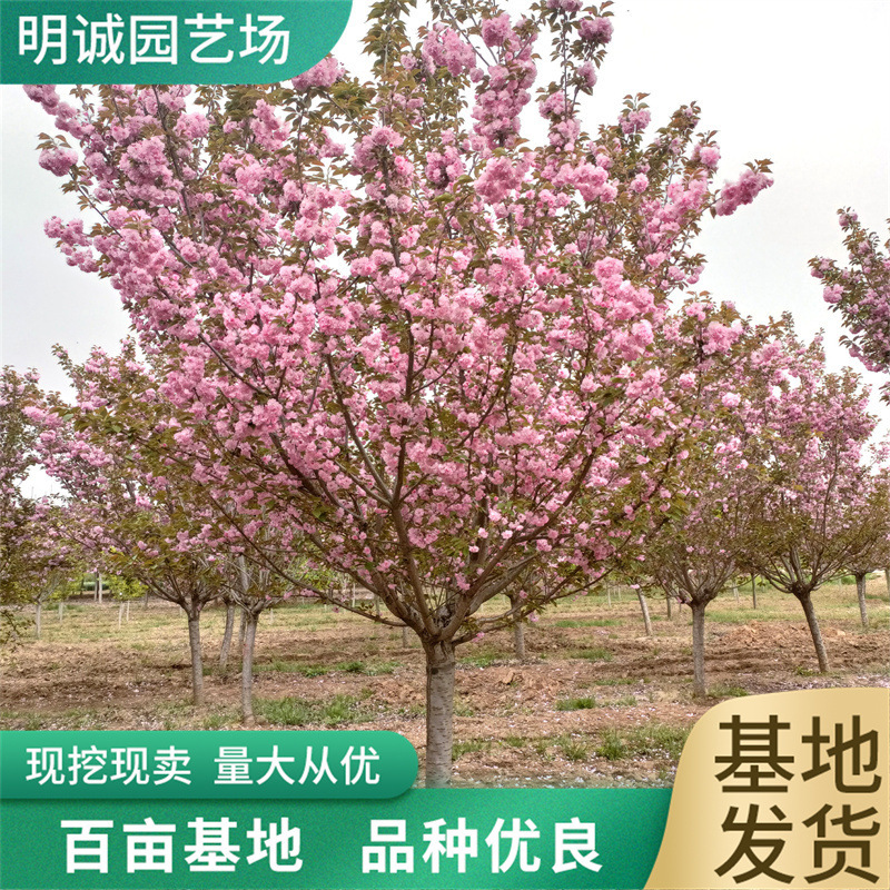 6公分8公分樱花城区绿化公园造景晚樱首选花色艳丽