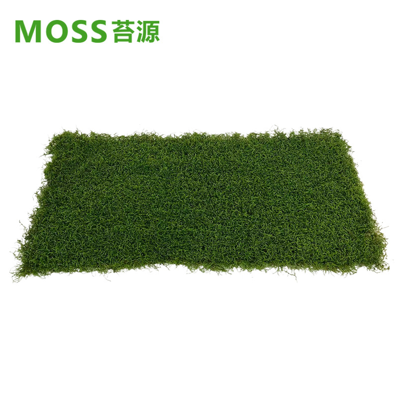 Musgo inmortal pelo blanco musgo gris grande planta verde pared flor seca Fondo pared planta pared musgo fuente