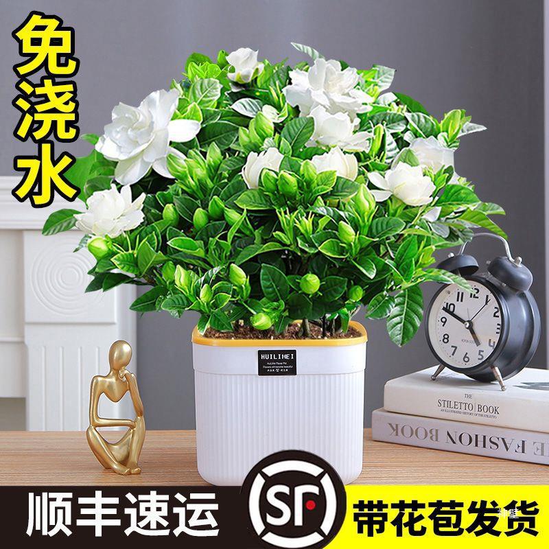 栀子花盆栽花卉植物室内水培绿植茉莉花四季好养活九里香树苗金钻