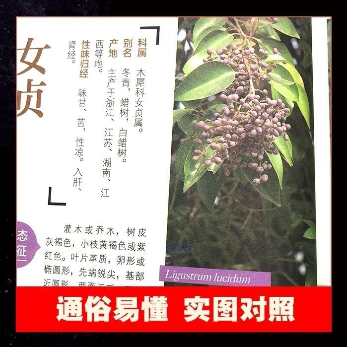 野外認知ハーブカラー図鑑実用植物識別マニュアル200種類以上の野外よくある本