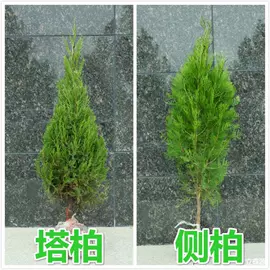 饰品配件;发光玩具;饰品展示架