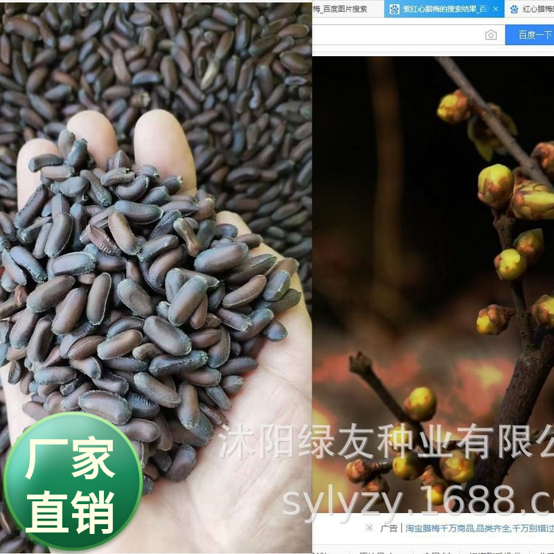 批发高杆树 大乔木树种子 合欢  高杆女贞  腊梅  玉兰  紫藤等