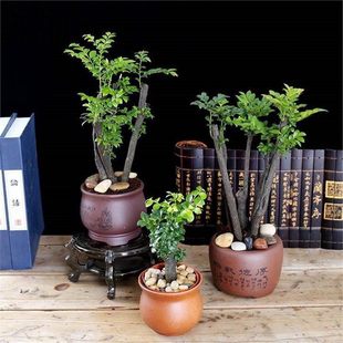 ���羳��؛��ӡ��С�~��̴�N�� ���~̴ ����ľ �S��ľ ̴���N��