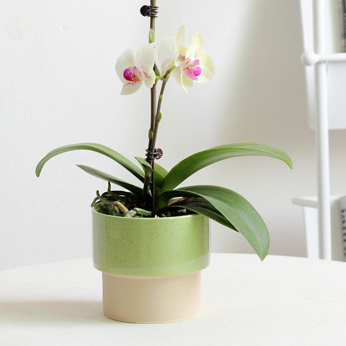 Nordic simple creative ceramic ins balcony indoor succulent potted orchid Phalaenopsis Korean small fresh flower pot