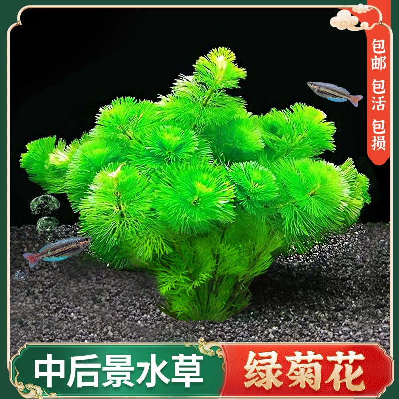 Зеленая Хризантема водное растение аквариум пейзаж настоящая трава очистка резервуара для водных растений кислородный делает ленивый пакет пузырь отрицательный многоножка