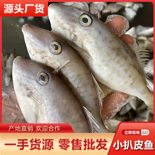 馬面魚批發圖片 海量高清馬面魚批發圖片大全 阿里巴巴