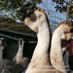 ���Ǫ{���^�Z���ش󼃷N�Z�����������^�{���^�Z�F؛�{���^&middot;�ZС