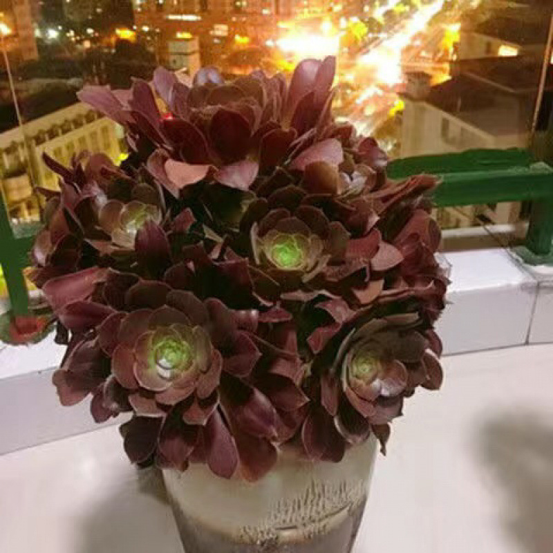 초대형 장미 마법사는 키가 10개 이상인 머리를 들고 있습니다.