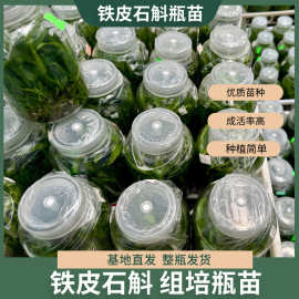 正宗可食用铁皮石斛苗组培苗铁皮枫斗幼苗驯化苗阳光苗瓶苗好养活