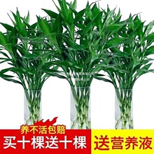 �I�����ʮ���F��ˮ�Bˮ��ֲ���D�\���҃ȾGֲ���ܿ͏d�������l