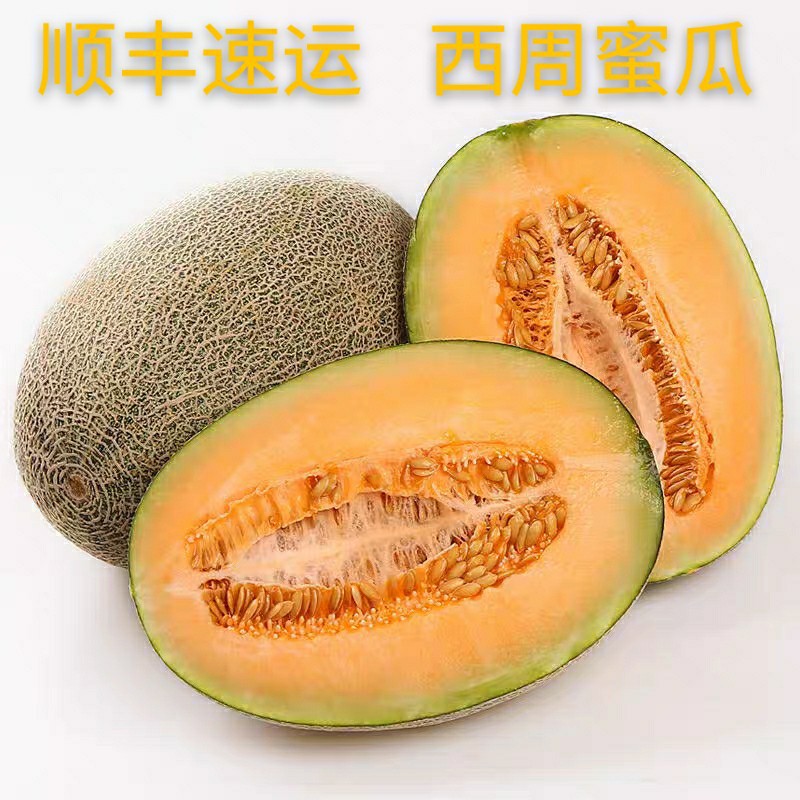 Shandong West Island Cantaloupe fresh fruit Netted melons Season 10 One Jin for one