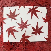 红枫叶干花压花植物标本树叶儿童手工滴胶手机壳书签相框押花装饰