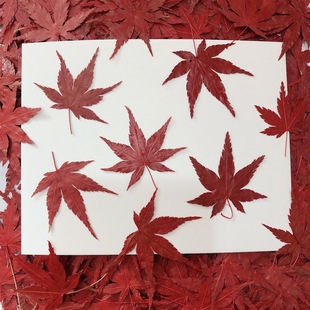 Red Maple Leaf Dried Flower Embossed Plant Specimen Leaves Children's Handmade Drop Glue Mobile Phone Case Bookmark Photo Frame Flower Decoration