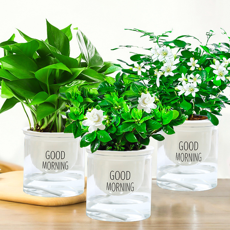 [패키지 조합 화분 3개] 치자나무 + 구리향 + 포토스(노르딕 흡수성 화분) 무비료