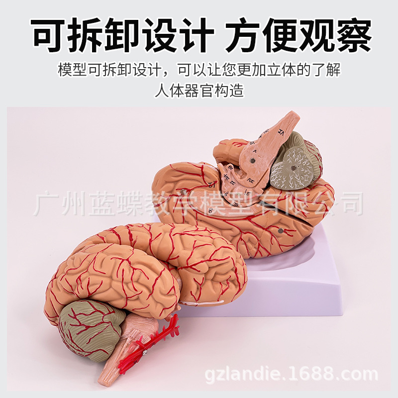 ��Ȼ�����񾭽�����ģ�� 9���� �����񾭽ṹ����ģ�� ������ģ��