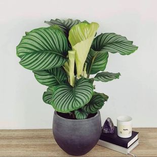 ���O�����������ļ������҃ȾGֲ����Ҭ�ӑ��˿�ˮ��ֲ����B