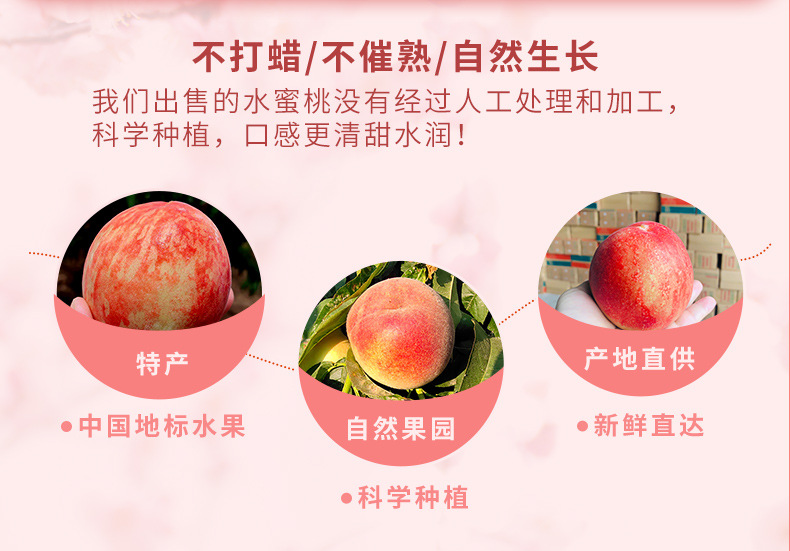 陕西水蜜桃详情_03.jpg