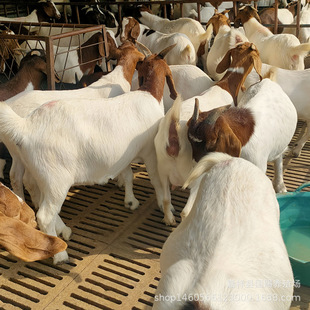 ����ɽ��r�񲨠�ɽ������������u����ɽ��đ���ĸ��