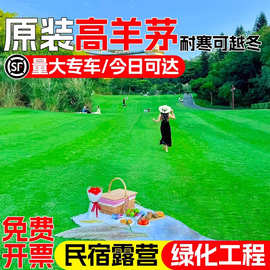 草籽草坪种子护坡固土四季青草皮种子庭院绿化混播草种子高羊茅