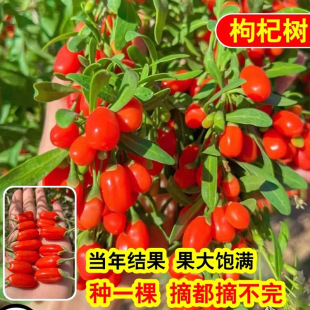 �t��轘����Ϸ������ļ��Nֲ����Ե��Ժ�����箔��Y��������m