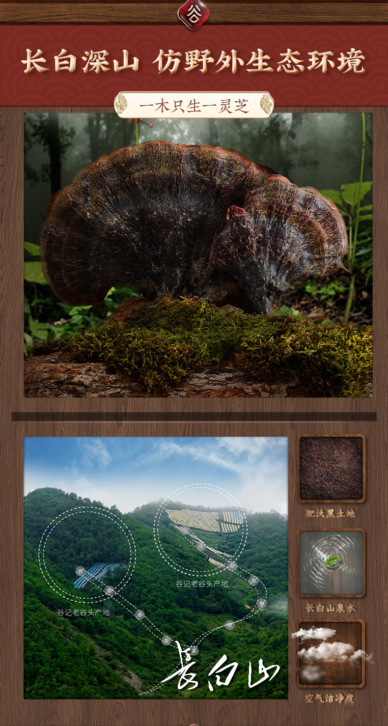 Dried Red Reishi Mushroom Slices Ling Zhi 350g Wild-Grown Changbai Mountain Ganoderma for Tea and Soup overview