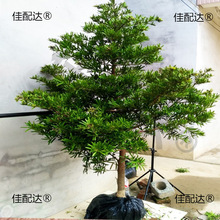 �����ɘ�����_�h��ȸ�����~ӭ�����Ϙ䘶ͥԺ�����辰���͘���N