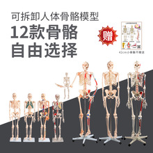 85cm180cm人体骨骼模型骨架可拆卸 人体脊柱模型仿真小白骷髅标本