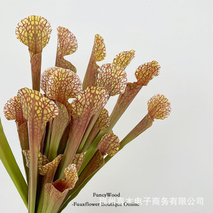 �����Ʒ�|ƿ�Ӳ� С���~�� �W�t�Gֲ �F���L��ˇ�OӋ