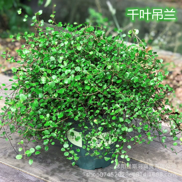 Оптовая продажа Орхидея Чиба горшечные Цветочные саженцы свадебное платье висит Орхидея Листва многолетние Висячие зеленые растения вечнозеленый большой горшок