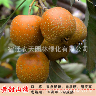 �S����ɽ�tɽ高����ϱ����Nֲ����ͥԺ�̨���Ե���ɽ高�Y����